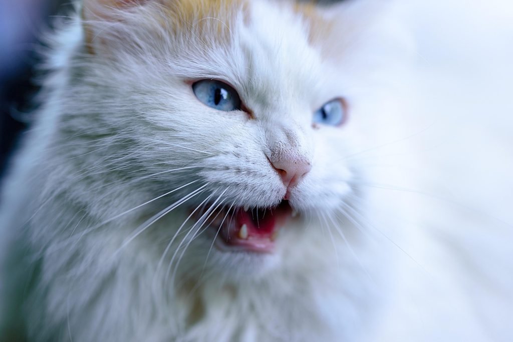animal, cat, mammal, feline, nature, species, whiskers, macro, fur, pet, cat, cat, cat, cat, cat